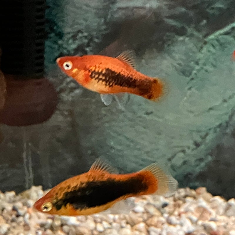 Platy tuxedo