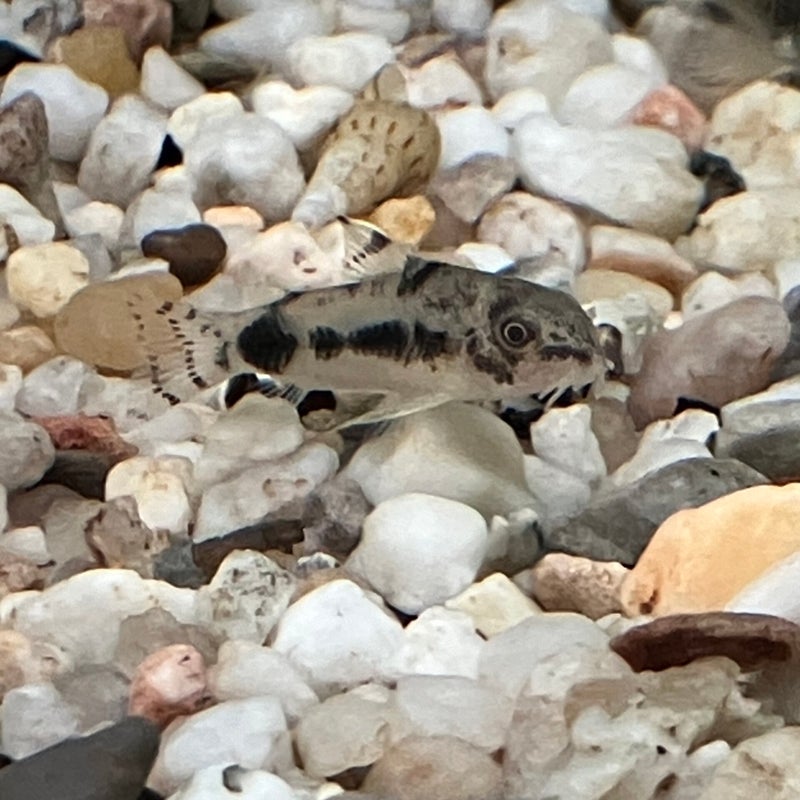 Corydoras habrosus
