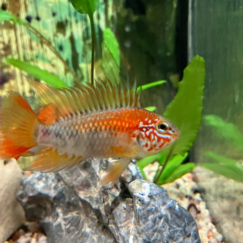 Apistogramma vijetta