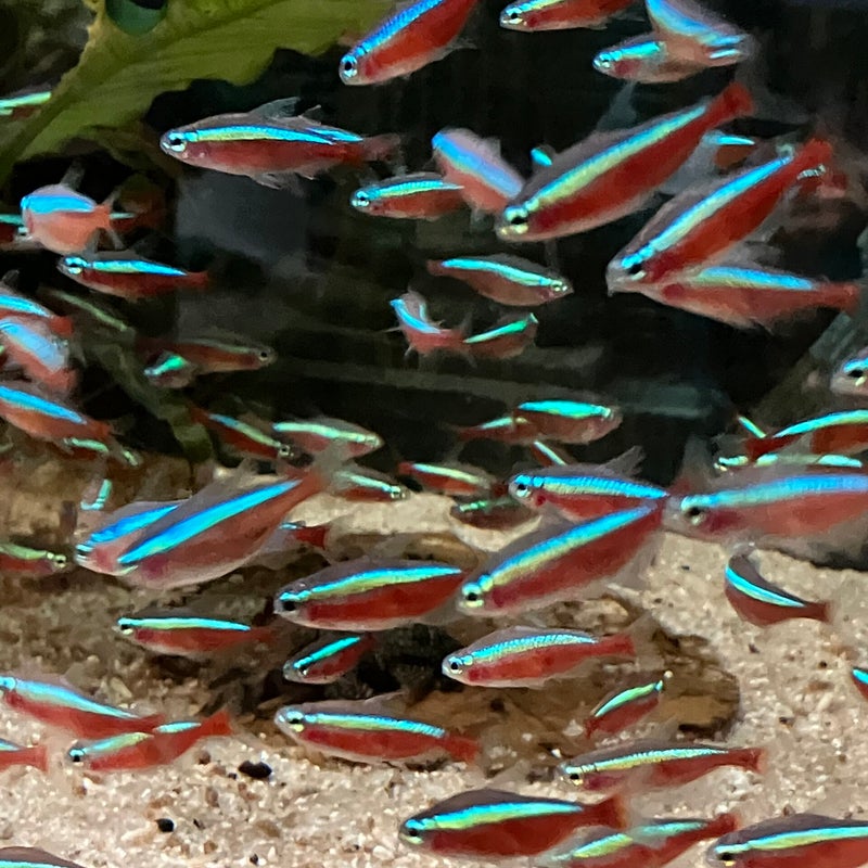 Neon rot groß