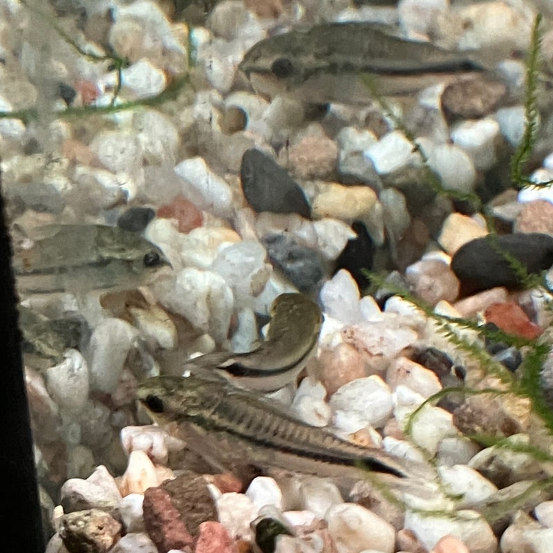 Zwerpanzerwels pygmaeus