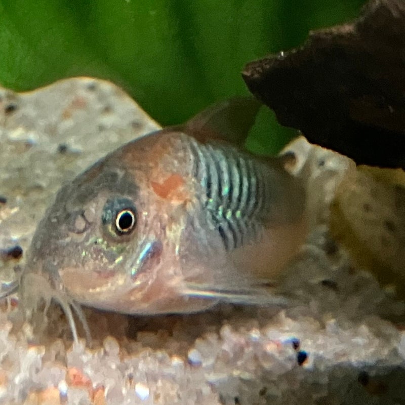 Corydoras Orange grüner Venezuela Panzerwels