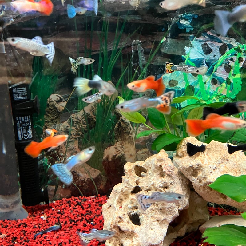 Guppy Männchen
