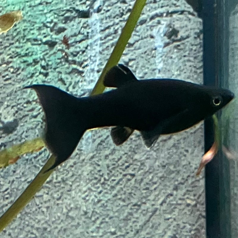Blackmolly