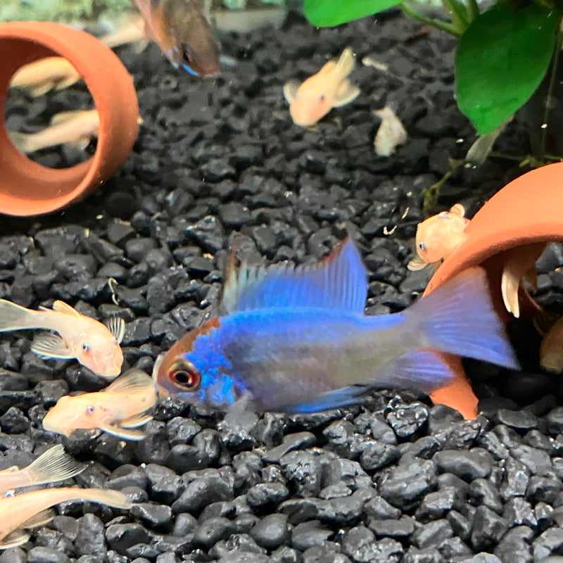 Schmetterlingsbarsch Electric Blue