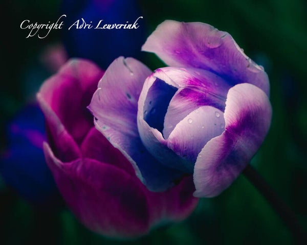 Dutch Tulips ART 263