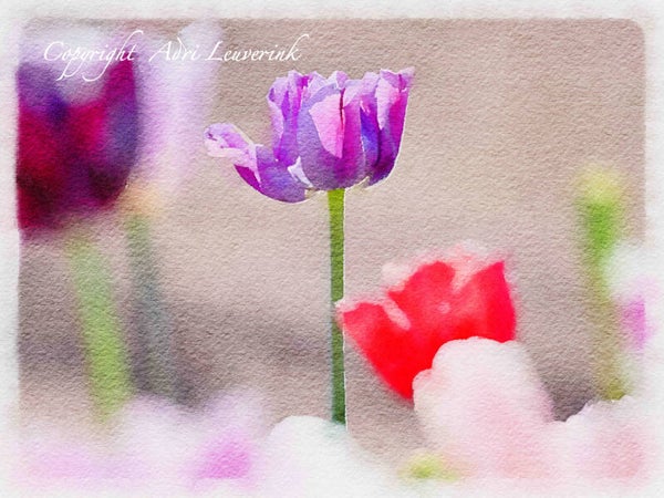 Dutch Tulips ART 258