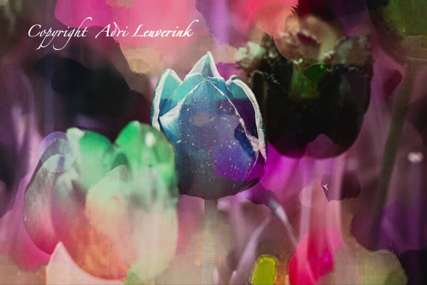 Dutch Tulips ART 257
