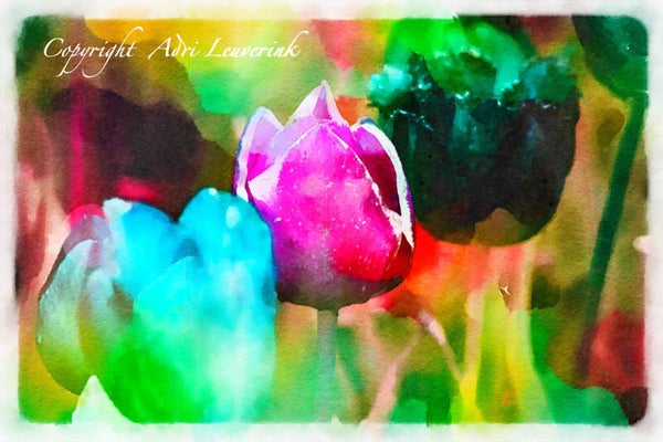 Dutch Tulips ART 259
