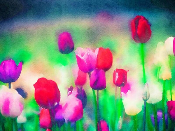 AQUAREL Dutch Tulips 1