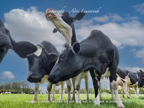 Foto-displays op karton 1