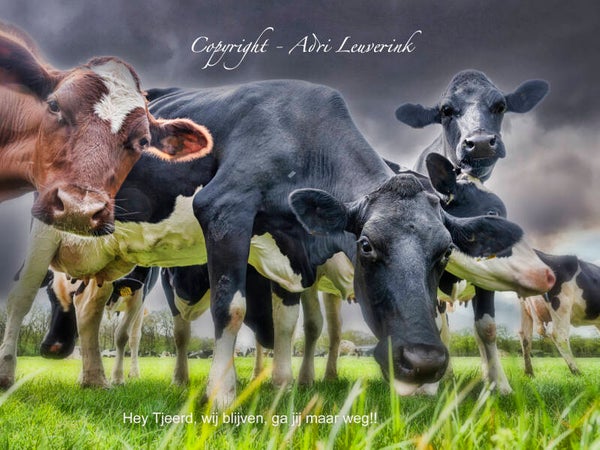 Foto-displays op karton 2