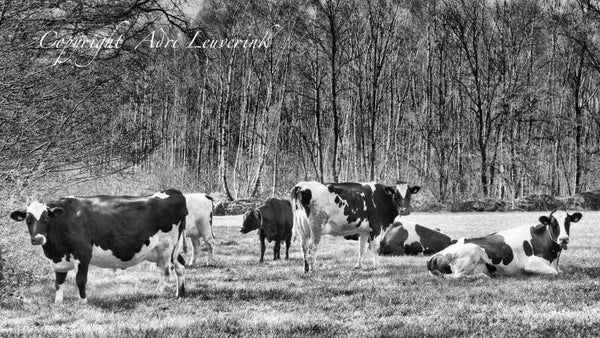 Koeien Z/W 9