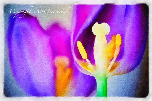 AQUAREL Dutch Tulips 18