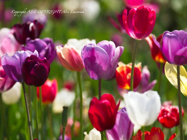 Dutch Tulips color 26
