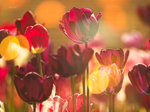 Dutch Tulips color 39