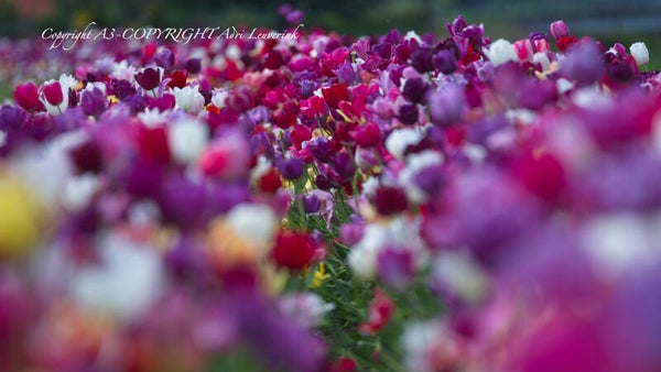 Dutch Tulips color 60