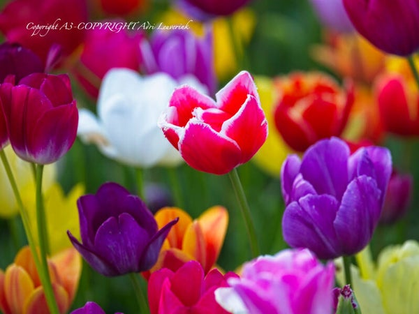 Dutch Tulips color 71