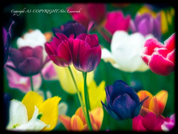 Dutch Tulips color 72