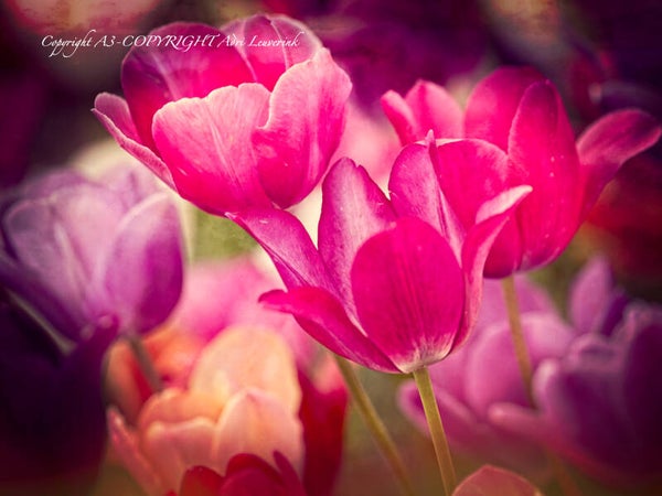 Dutch Tulips color 87