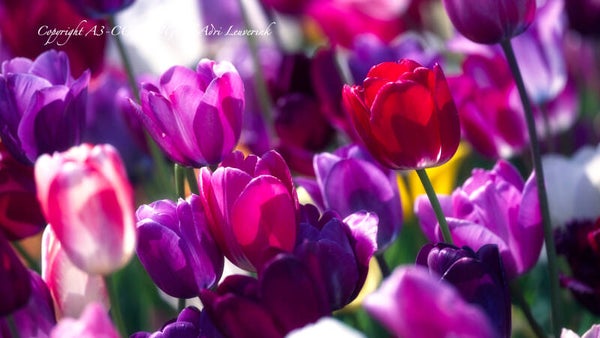 Dutch Tulips color 94