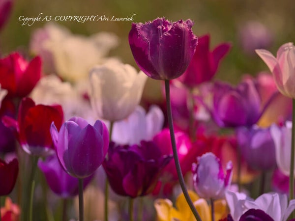 Dutch Tulips color 96