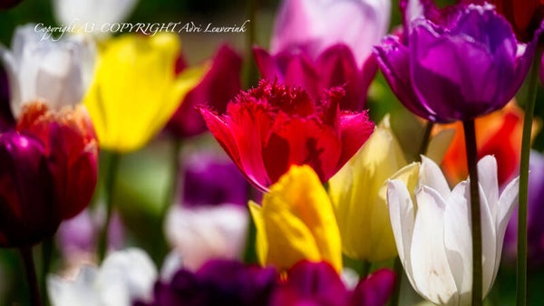 Dutch Tulips color 97
