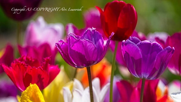 Dutch Tulips color 98