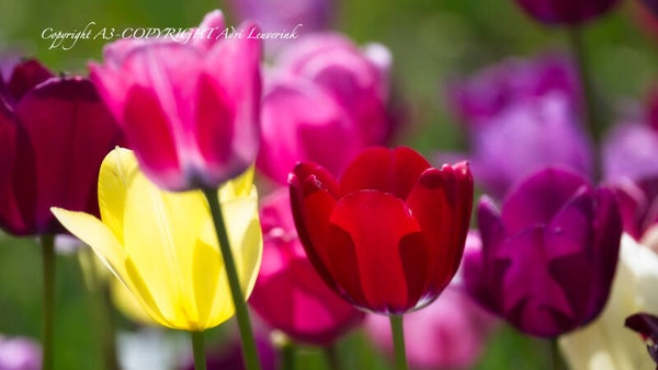 Dutch Tulips color 105