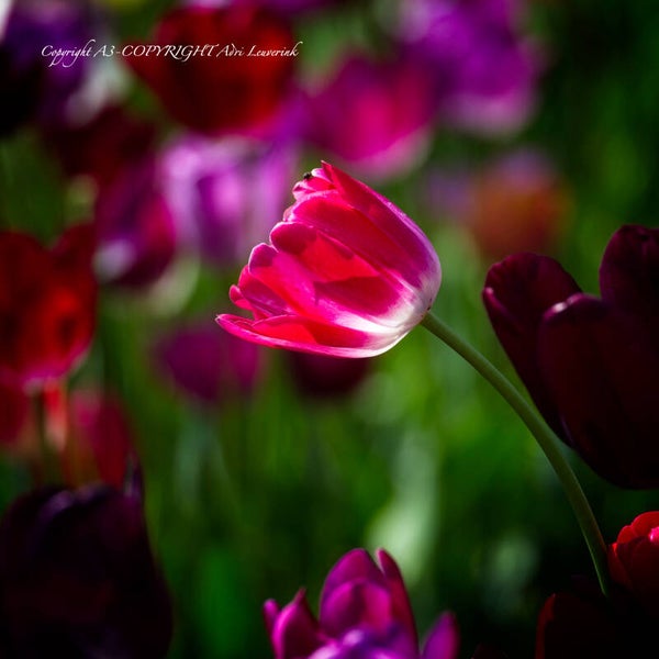 Dutch Tulips color 104