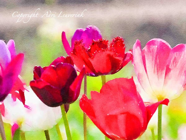 Dutch Tulips ART 21