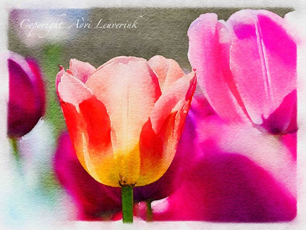 Dutch Tulips ART 12