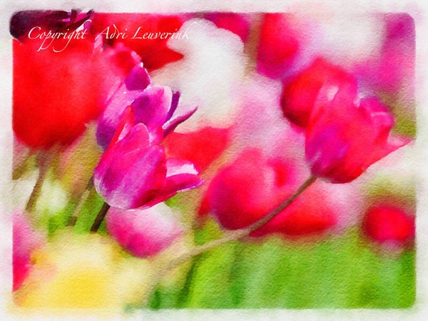 Dutch Tulips ART 13
