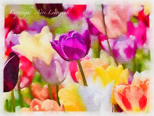 AQUAREL Dutch Tulips 13