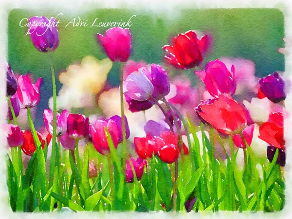 Dutch Tulips ART 22