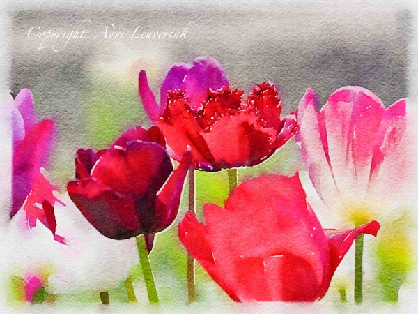 AQUAREL Dutch Tulips 14
