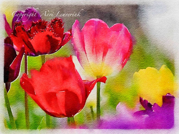 AQUAREL Dutch Tulips 16