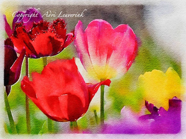 Dutch Tulips ART 17