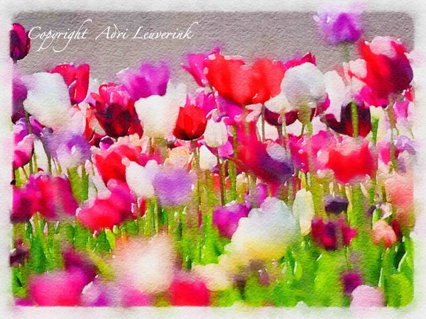 Dutch Tulips ART 18