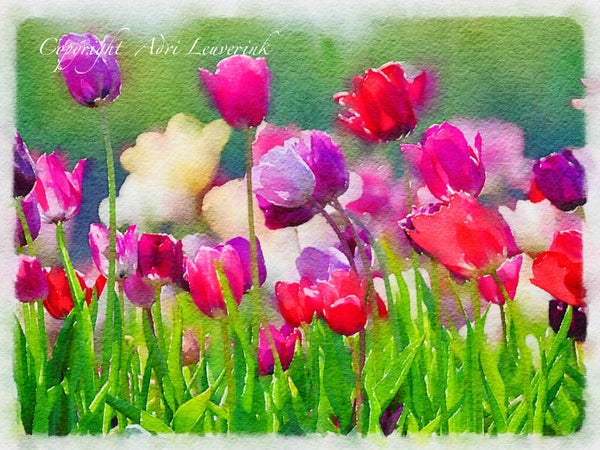 AQUAREL Dutch Tulips 4