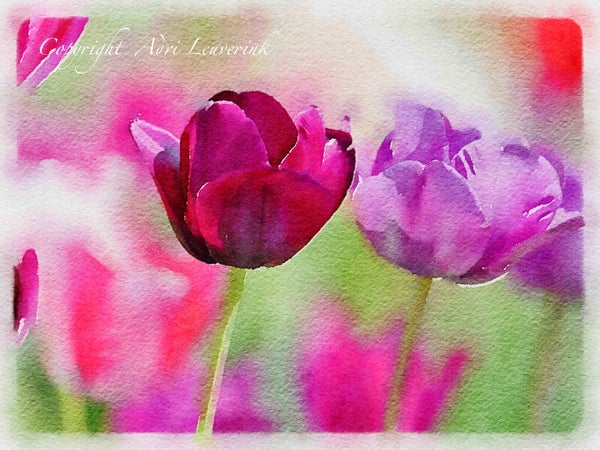 AQUAREL Dutch Tulips 5
