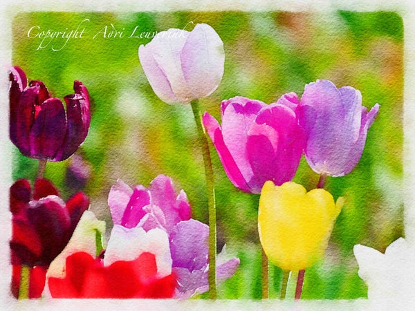 AQUAREL Dutch Tulips 8