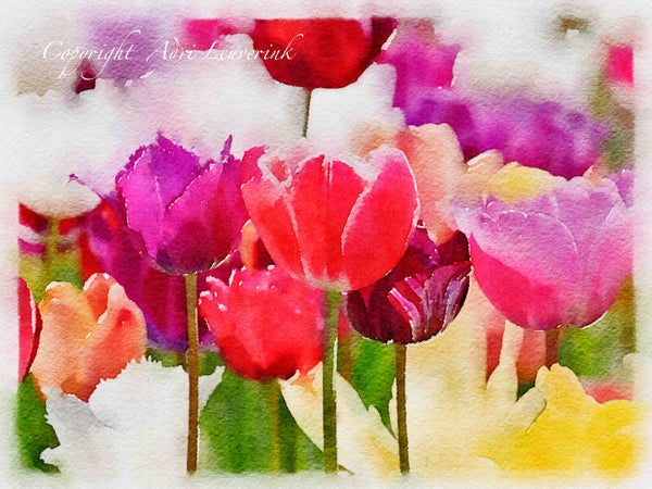 Dutch Tulips ART 11