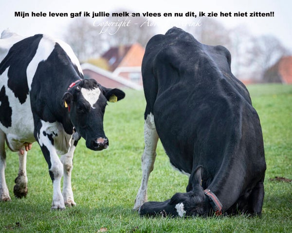 Magneet foto display 13