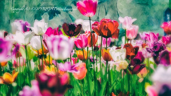 Dutch Tulips color 79