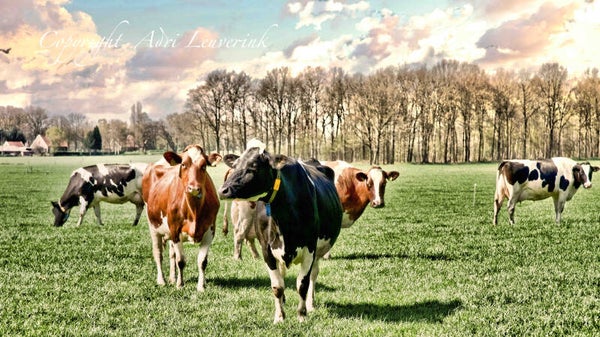 Koeien Kleur 213