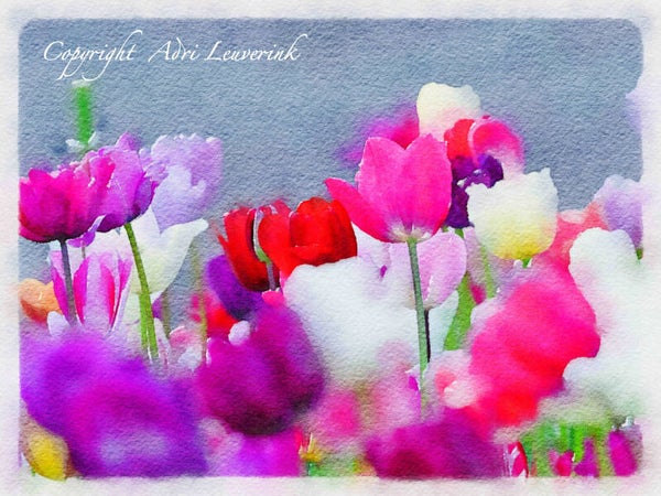 Dutch Tulips ART 24
