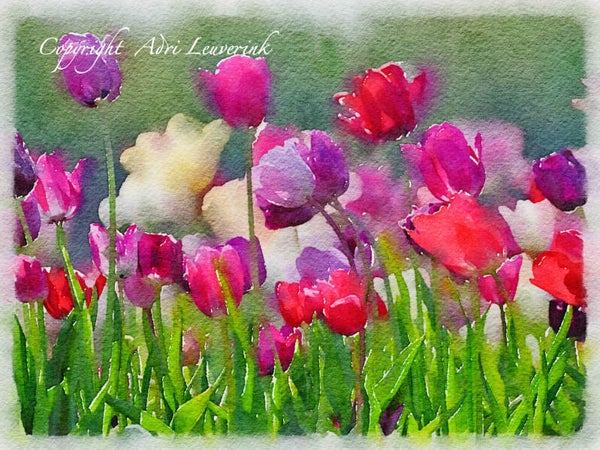 Dutch Tulips ART 25