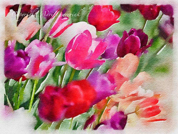 AQUAREL Dutch Tulips 22