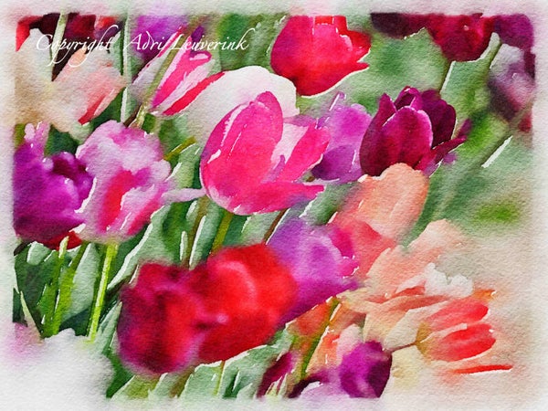 Dutch Tulips ART 26